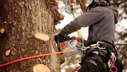 Gordon's Tree Service - (804) 322-3445