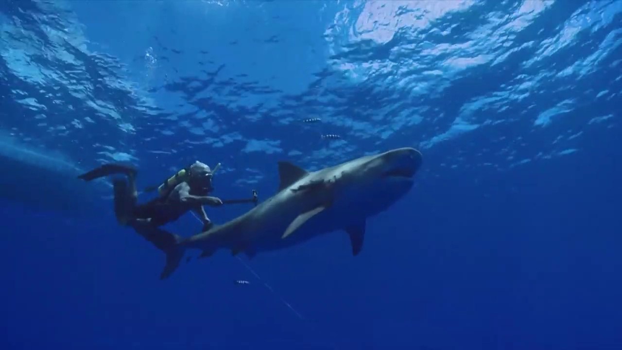 DOCUMENTARY - Prehistoric Sixgill Shark