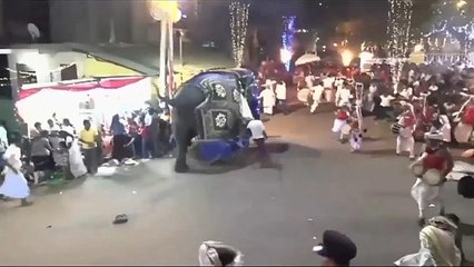 Sri Lanka'da geçit töreninde ürken filler kalabalığa daldı: 17 yaralı