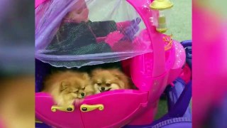 Funny Pomeranian Compilation 2017 - Cutest Pomeranian Videos Ever