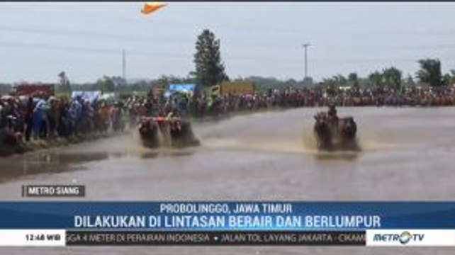 Karapan Sapi Brujul Jadi Daya Tarik Pariwisata Probolinggo