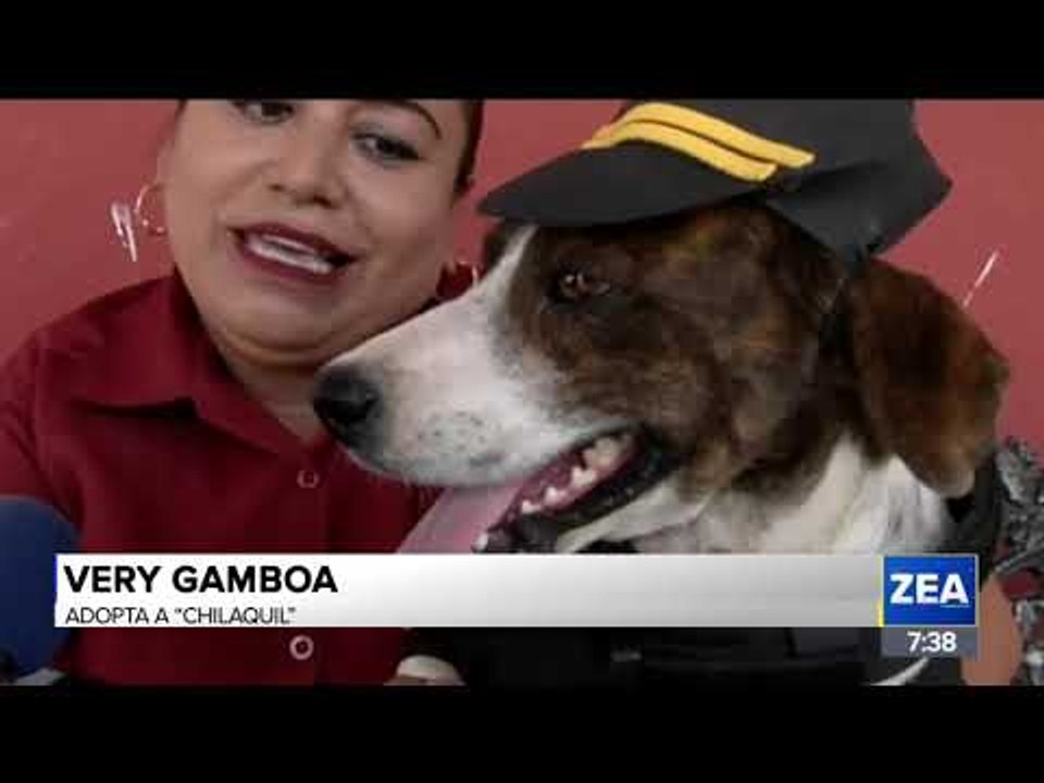 Él es "Chilaquil", el perro policía que vigila las calles de Yucatán | Noticias con Francisco Zea
