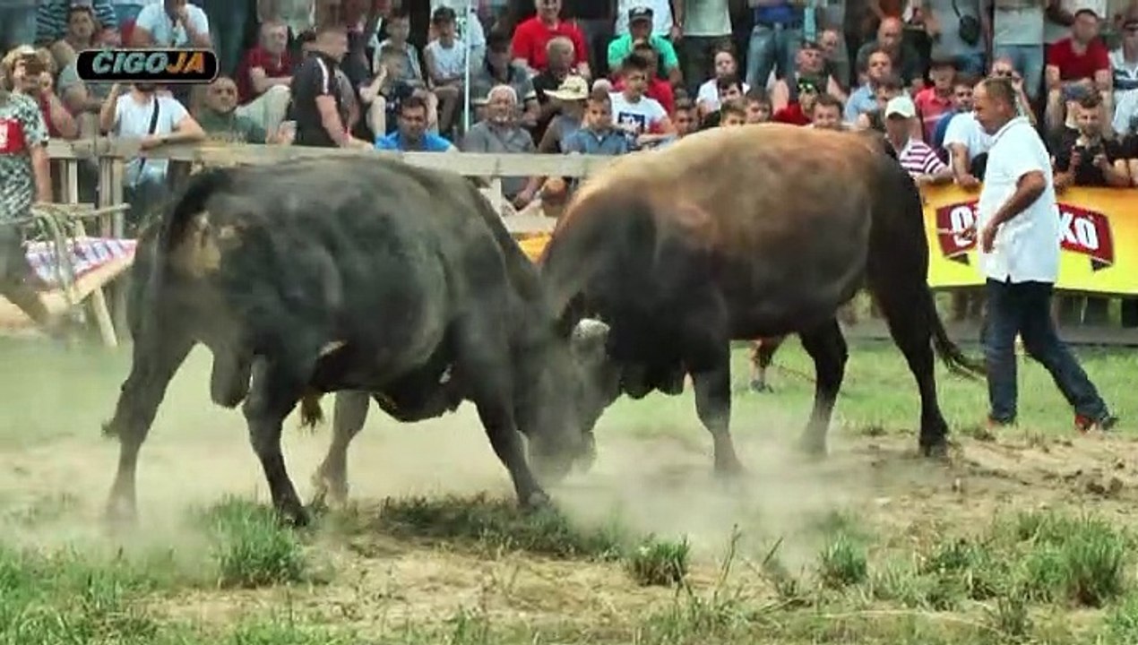 JELENKO GARO VIR 2019