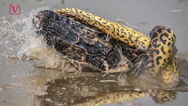 Death Match! Wildlife Photographer Captures Gruesome Fight Between Anaconda & Croc Relative!