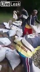 Il libèrent des milliers de bébés tortues dans une rivière !