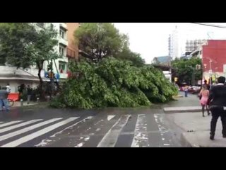 Cae árbol en avenida Insurgentes