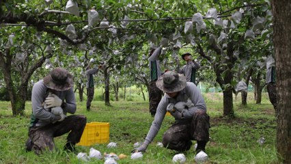 軍, 태풍 피해 복구 지원에 3,300명 투입 / YTN