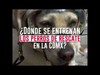 ¿Dónde se entrenan los perros de rescate en la CDMX?