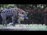 Hienas bebés en el Zoo de la CDMX - Chilango