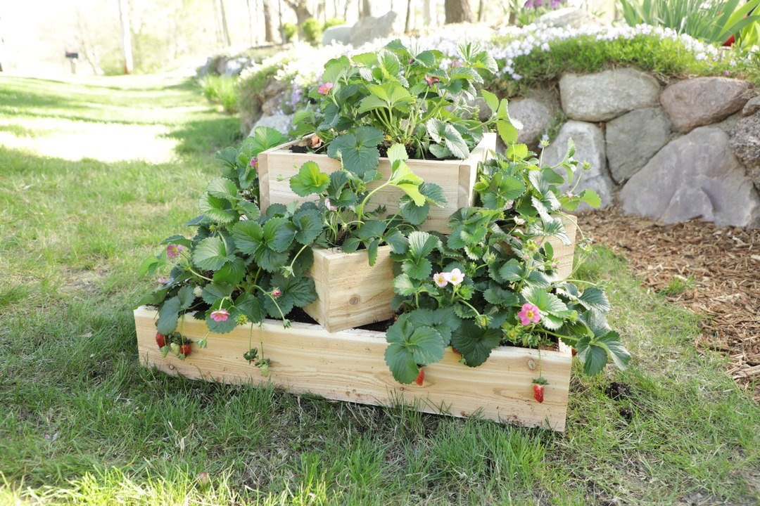 How to Build a Tiered Strawberry Planter