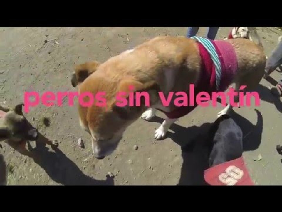 Perros sin Valentin