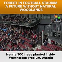 Forest In Football Stadium - A Future Without Natural Woodlands