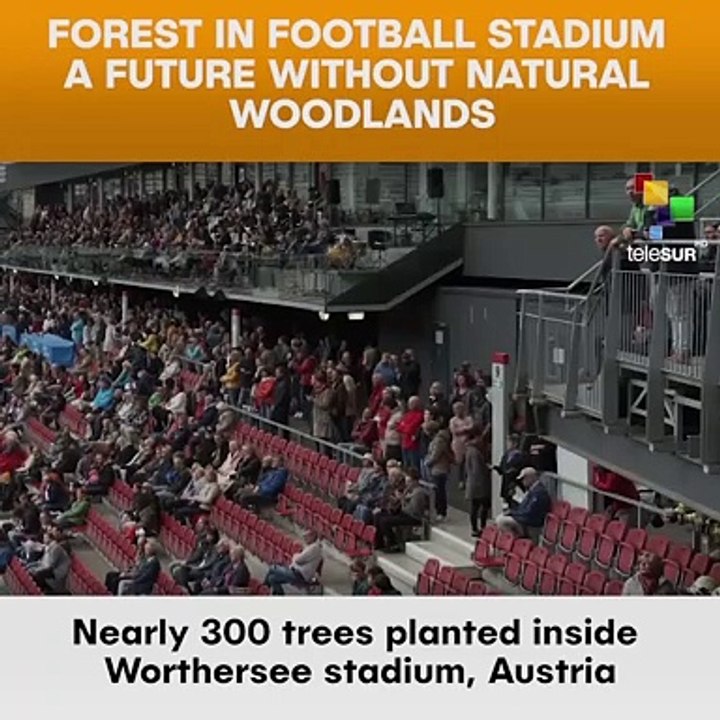 Forest In Football Stadium - A Future Without Natural Woodlands