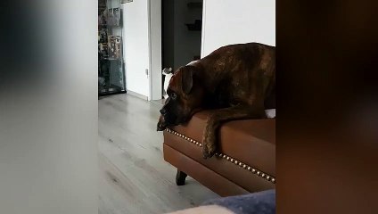 Un chien imite la sirène de la police !