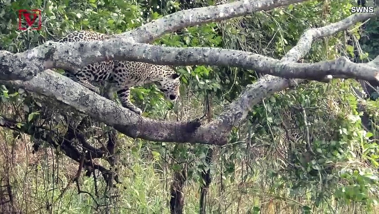Unbelievable Video Captures the Moment a Jaguar...