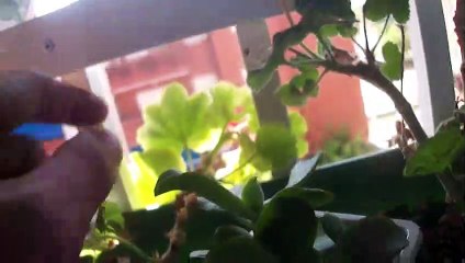 2019-09-02 El asesino siempre está al acecho