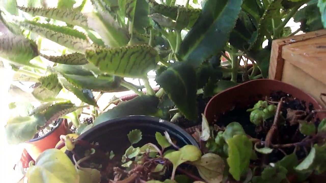 2019-09-03 Colapso cumular
