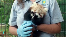 Red Panda Cub Weighs 3 Pounds