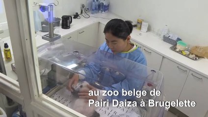 Belgique: des pandas jumeaux fêtent leur premier mois