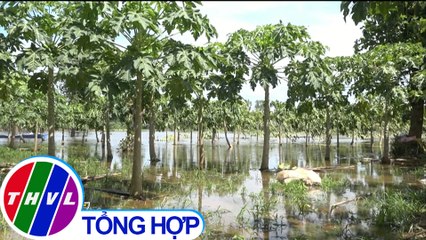 THVL | Lũ lên nhanh, nông dân Đồng Tháp bán tháo hoa màu ở đất bãi bồi