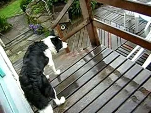 Malinois(brennig) Boder(buzug) jouent