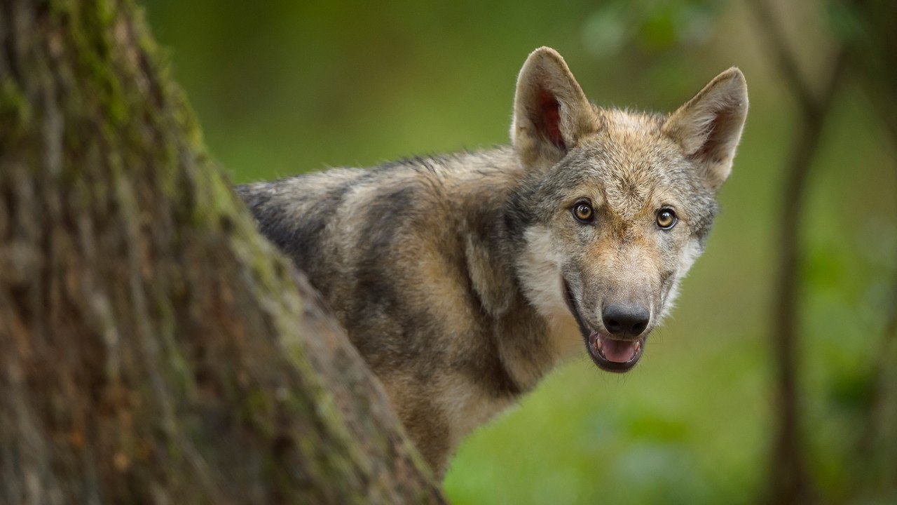 This Adopted Puppy Turned Out to Be a Wolf Dog