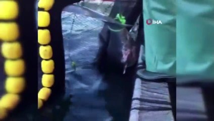 Erdek’te ağlara takılan köpek balığı denize bırakıldı - Mynet trend