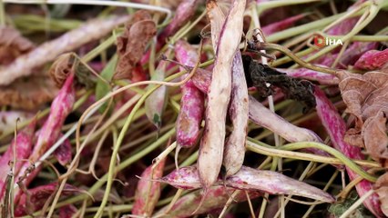Gumüşhane'de kuru fasulye hasadı başladı