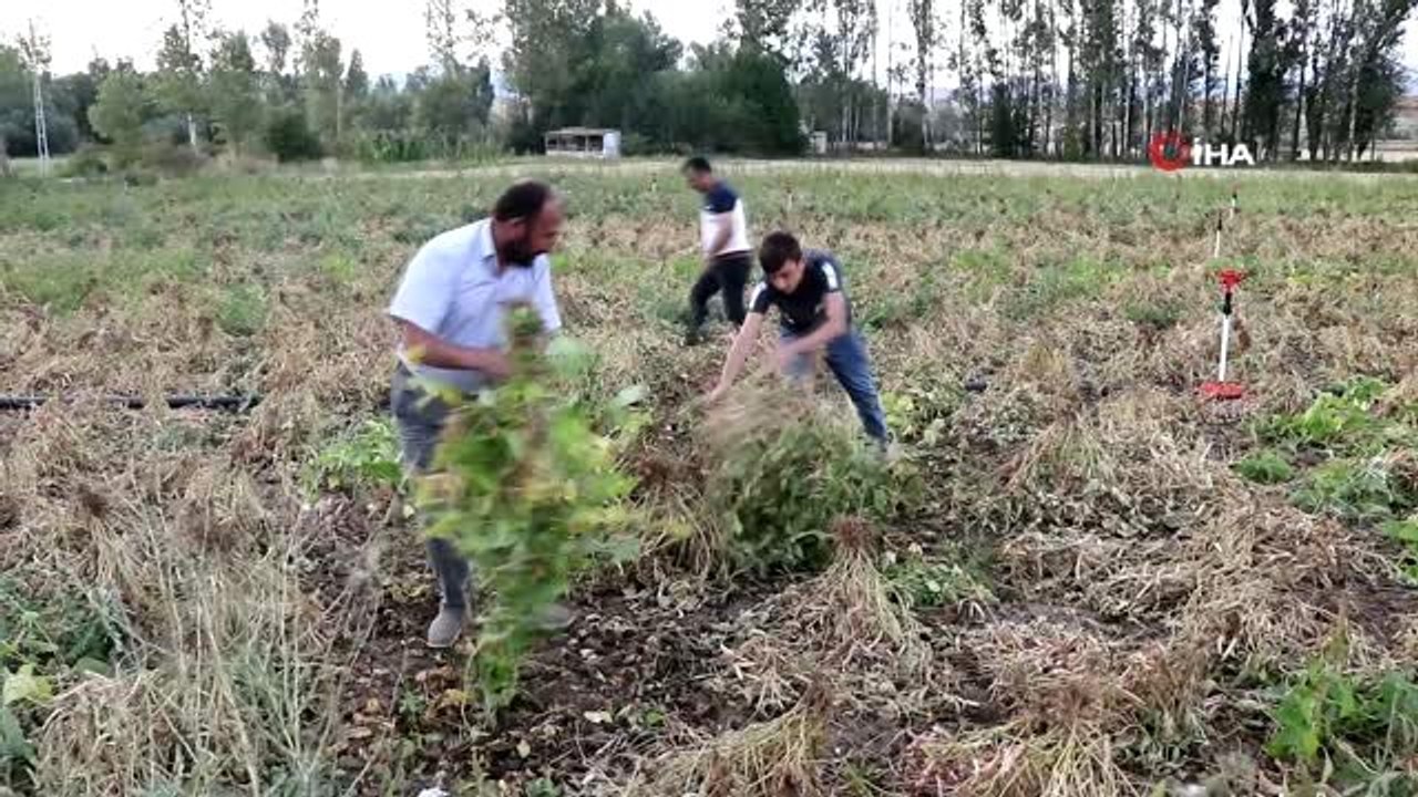 Gumüşhane'de kuru fasulye hasadı başladı