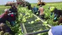 Amazing  Harvesting Technology Machine | Cabbage Harvesting In BIg farm