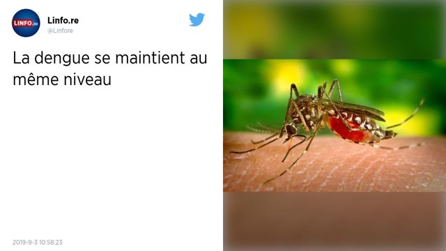 Asie du Sud-Est : Face à l’explosion de dengue, les chercheurs planchent sur une bactérie « tueuse »