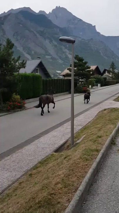 VILLARGONDRAN (73) | Cheval et poney sur la chaussée