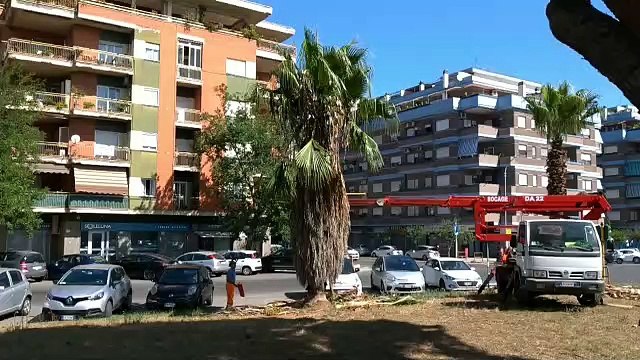 X Municipio, al via gli interventi di potatura delle palme