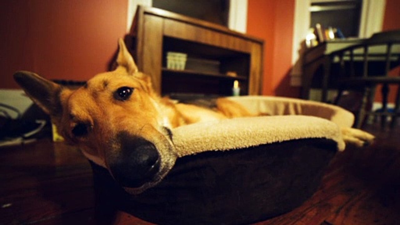 Cute dog
