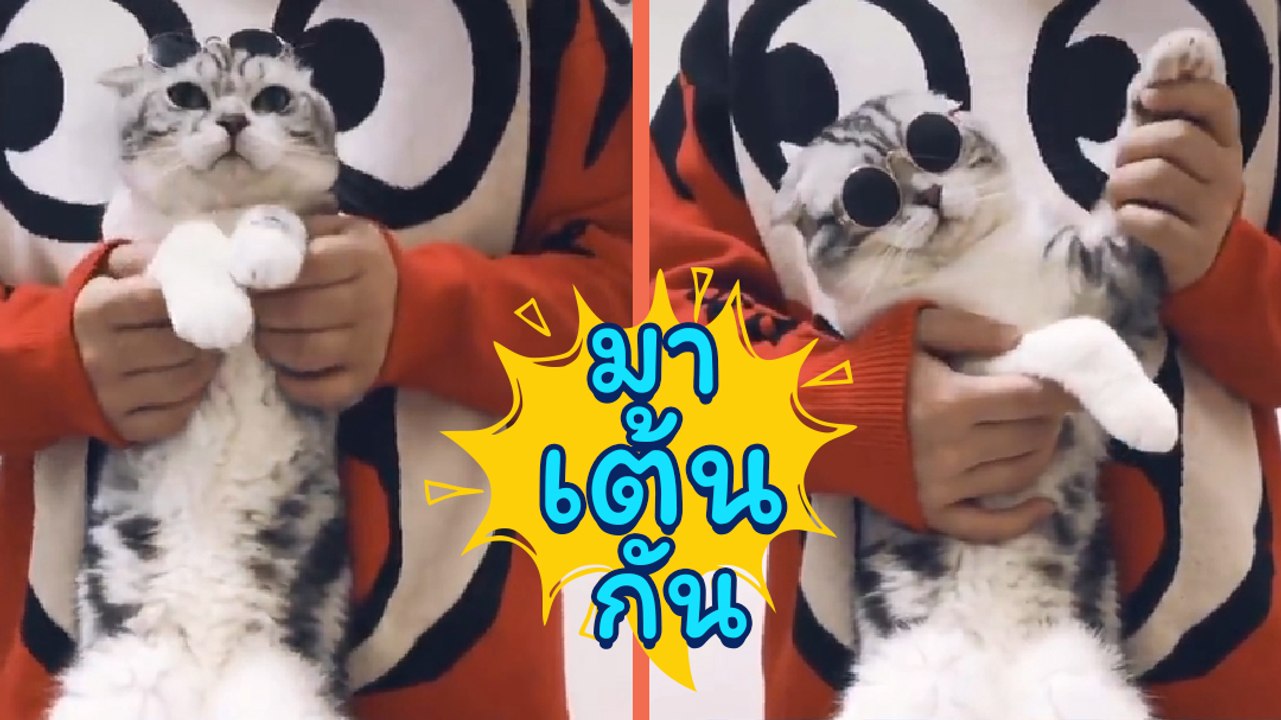 โมเมนต์น่ารัก ๆ สำหรับคนรักแมว