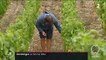 Vendanges : comment les viticulteurs choisissent le bon moment ?