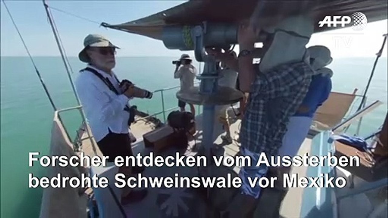 Vom Aussterben bedrohte Schweinswale vor Mexiko gesichtet