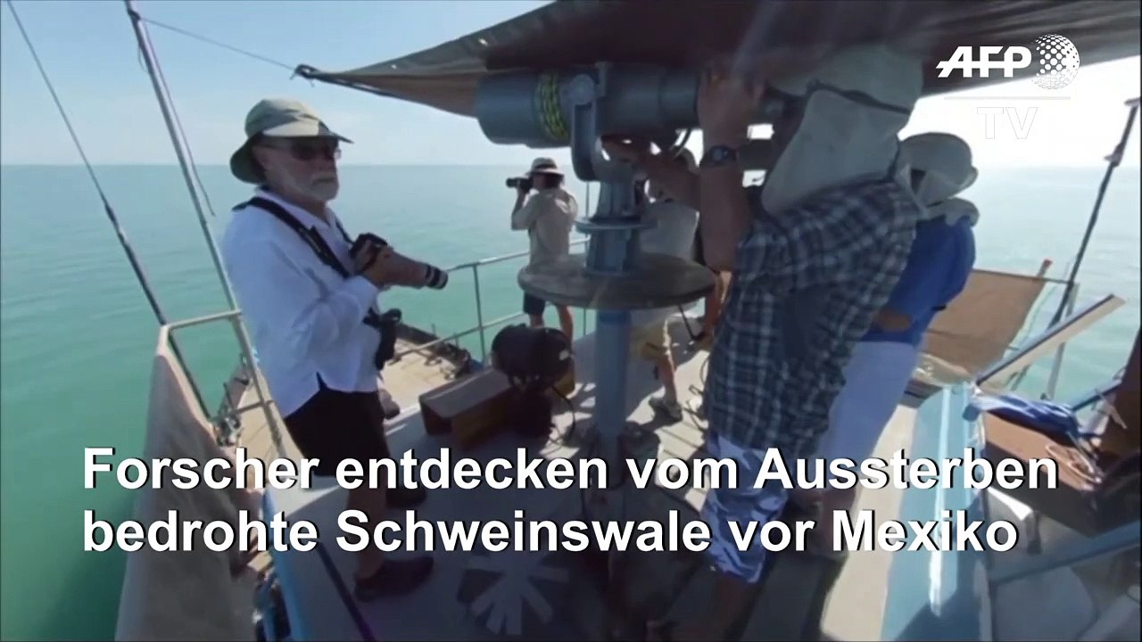 Vom Aussterben bedrohte Schweinswale vor Mexiko gesichtet