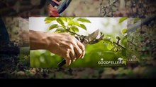 Tree Surgeon Dublin | goodfellers.ie | Callus 0858281017