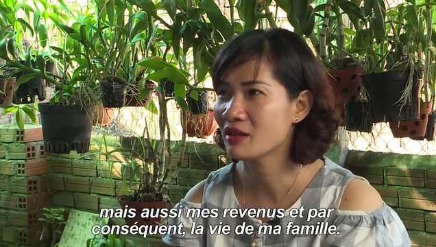 Vietnam: une bactérie injectée aux moustiques pour éradiquer la dengue