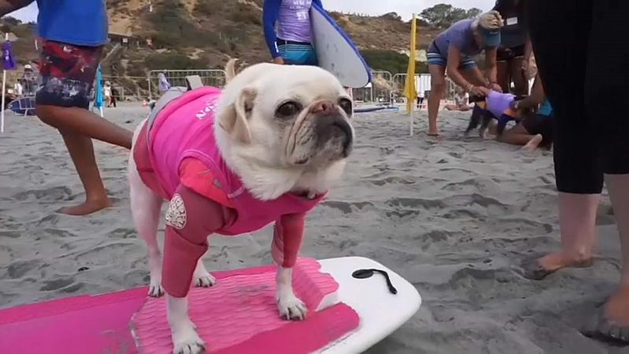 Watch: California surfing dogs hang ten to help...