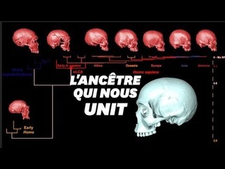 Le crane virtuel de l'ancêtre commun d'Homo sapiens ressemblerait à ça