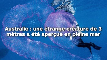 Australie : une étrange créature de 3 mètres a été aperçue en pleine mer !