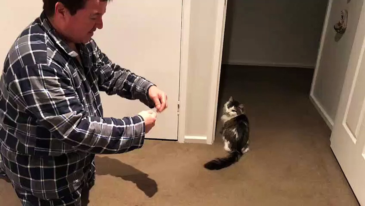 Feline Likes to Floss