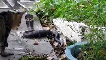 pertempuran kucing dan ular di menangkan