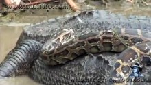 Python vs Alligator 10 - Real Fight - Python attacks Alligator