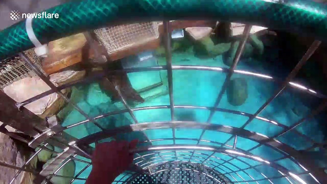 Tourist gets dunked into water to cage dive with crocodiles in South Africa