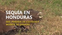 Sequía en Honduras, pérdida de cultivos y muerte de ganado