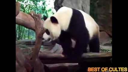 Quand les animaux se font des blagues