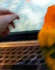 Sun Conure Offers IT Support